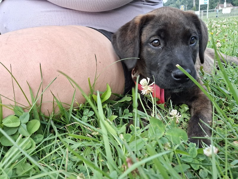 Woofington Dog Park - Warren, PA