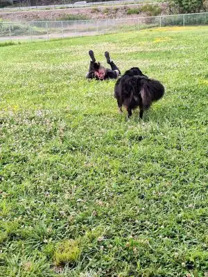 Woofington Dog Park