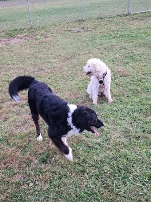 Woofington Dog Park