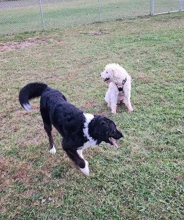 Woofington Dog Park