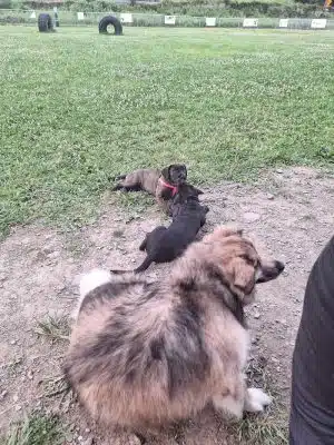 Woofington Dog Park
