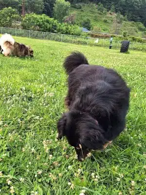 Woofington Dog Park