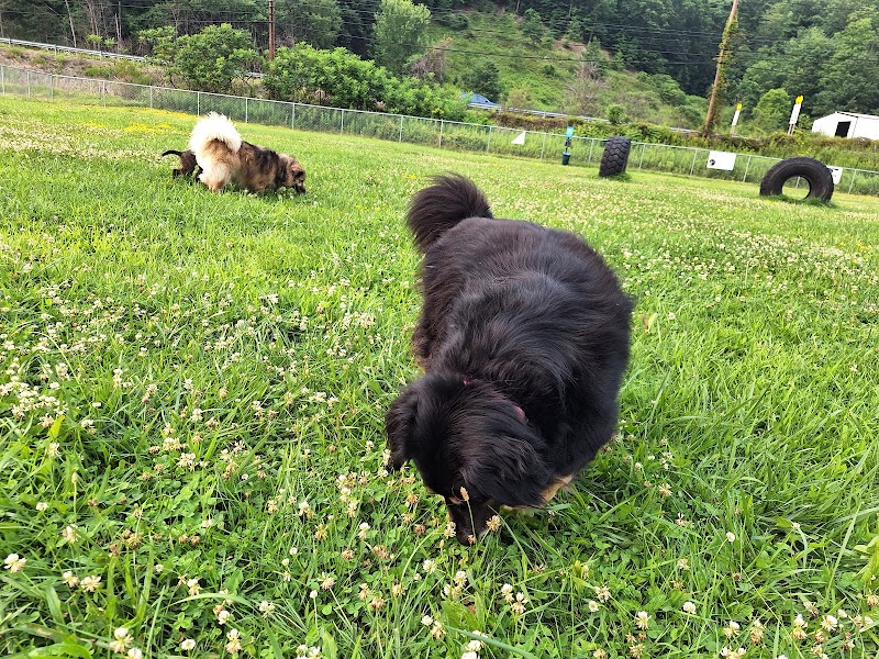 Woofington Dog Park - Warren, PA