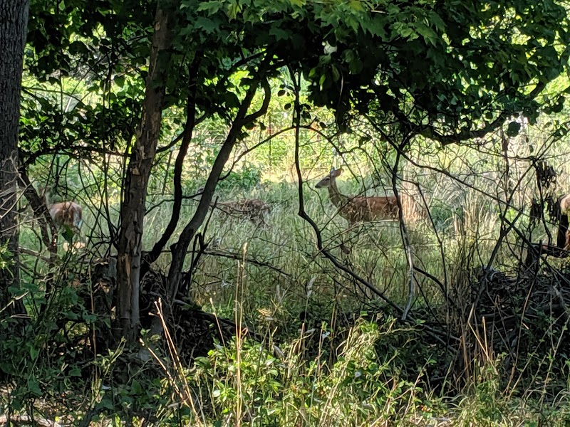 Fort Dupont Park - Washington,