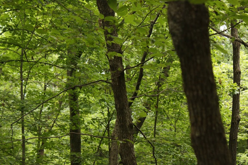 Meadow Valley Park & Dog Park - Washington, IL