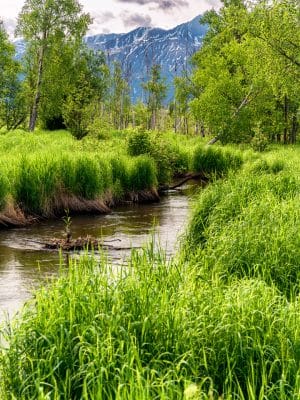 Wasilla Creek Boardwalk Trail