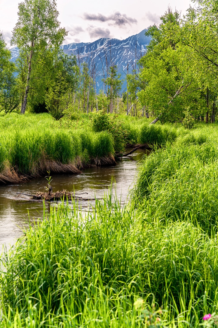 Wasilla Creek Boardwalk Trail - Wasilla, AK