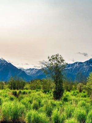 Wasilla Creek Boardwalk Trail