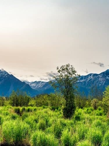 Wasilla Creek Boardwalk Trail