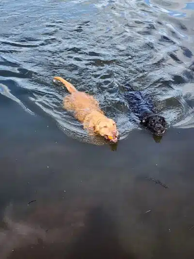 Lake Lucille Dog Park - Wasilla, AK