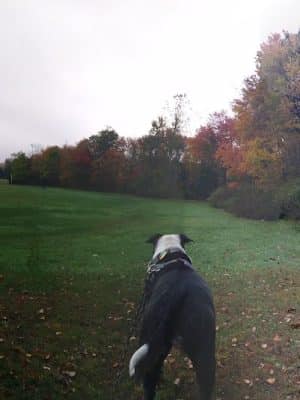 Bucks Hill Park