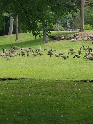 Fulton Park