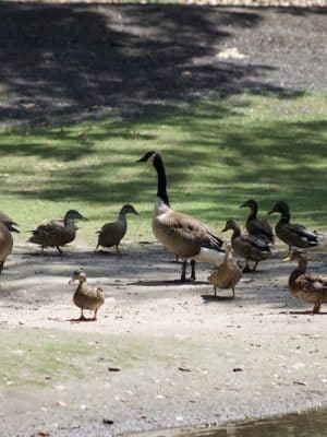 Hamilton Park