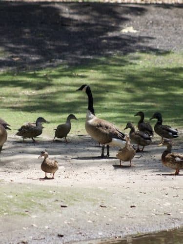 Hamilton Park