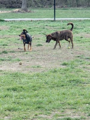 Dog Park