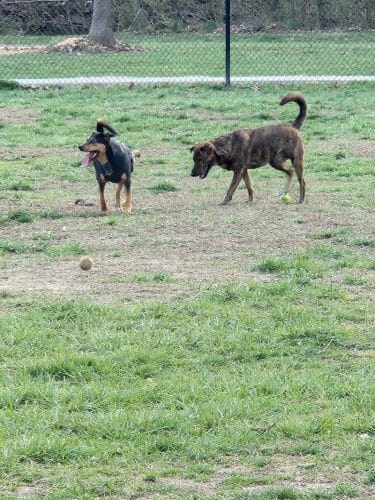 Dog Park