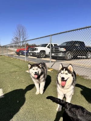 Dog Park