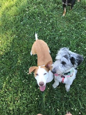 Dog Park