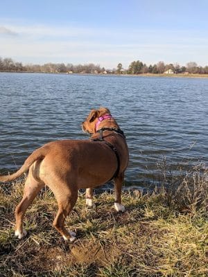 Dog Park