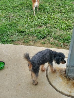 Dog Park