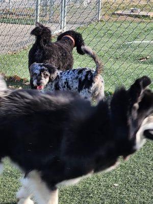 Dog Park