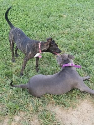 Dog Park