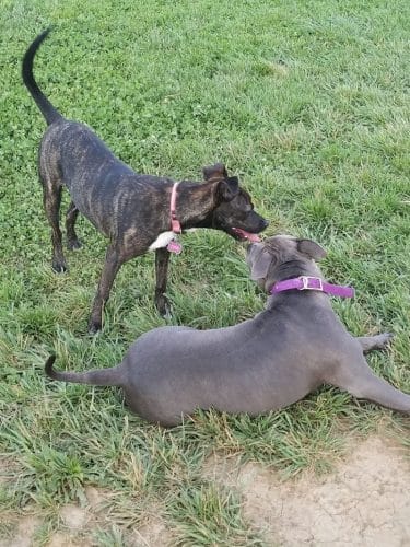 Dog Park