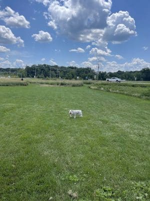 Lakewood Off-Leash Dog Area