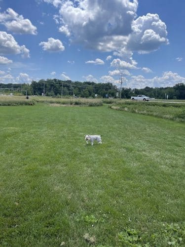 Lakewood Off-Leash Dog Area