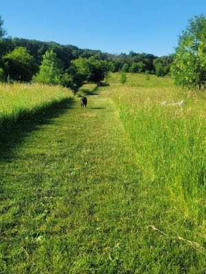 Lakewood Off-Leash Dog Area