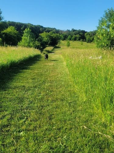 Lakewood Off-Leash Dog Area