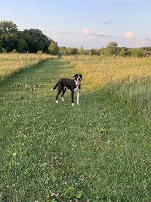 Lakewood Off-Leash Dog Area