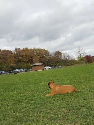 Lakewood Off-Leash Dog Area