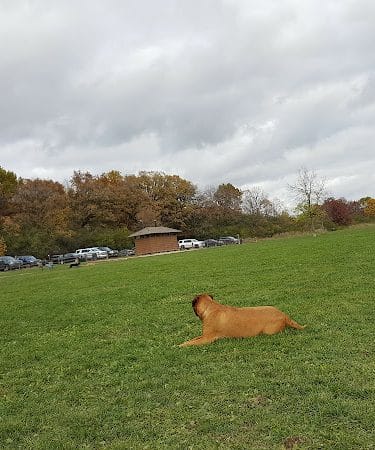 Lakewood Off-Leash Dog Area