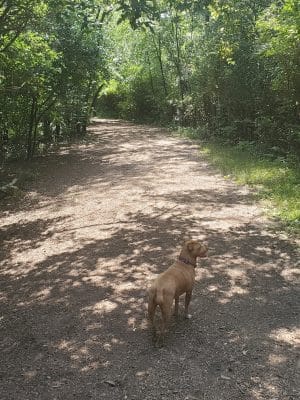 Lakewood Off-Leash Dog Area