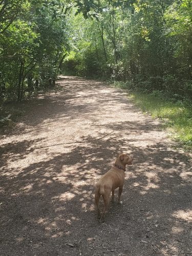 Lakewood Off-Leash Dog Area