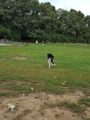 Lakewood Off-Leash Dog Area