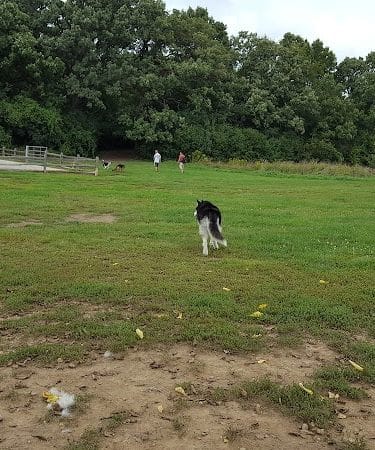 Lakewood Off-Leash Dog Area