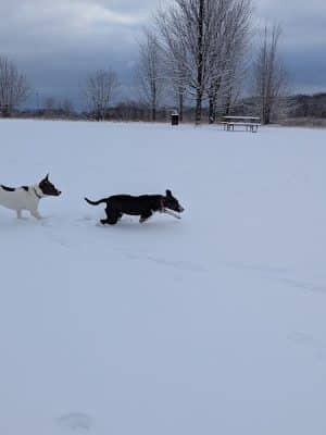 Lakewood Off-Leash Dog Area