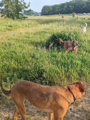 Lakewood Off-Leash Dog Area