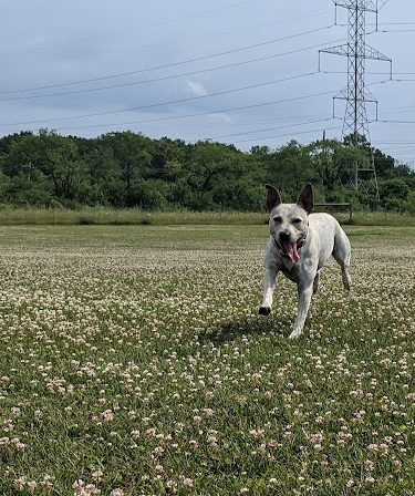 Waukegan Savanna Off-Leash Dog Area