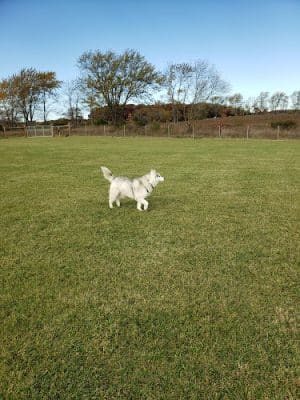 Waukegan Savanna Off-Leash Dog Area - Waukegan, IL