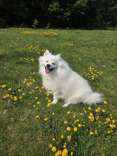 Wausau Two Hearts Dog Park - Wausau, WI