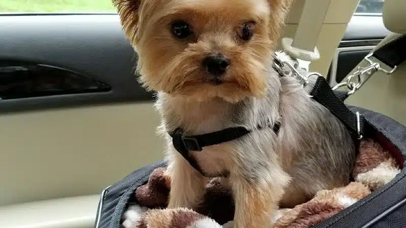 The Madison Dog Resort & Spa - Wayne, NJ