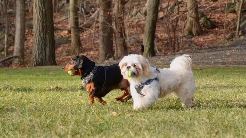 The Madison Dog Resort & Spa - Wayne, NJ
