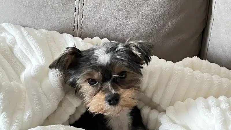 The Madison Dog Resort & Spa - Wayne, NJ