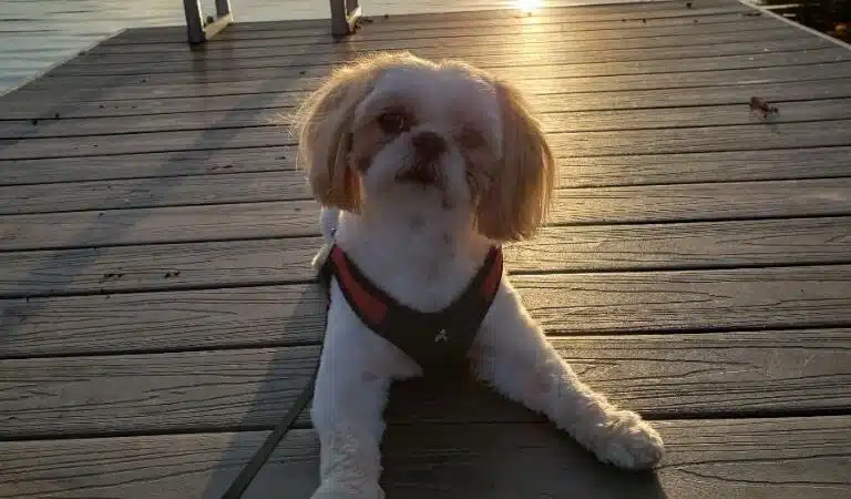 The Madison Dog Resort & Spa - Wayne, NJ