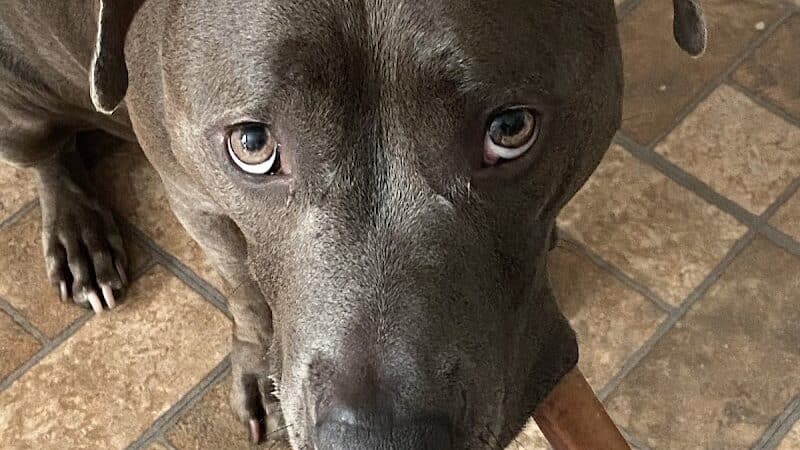 The Madison Dog Resort & Spa - Wayne, NJ
