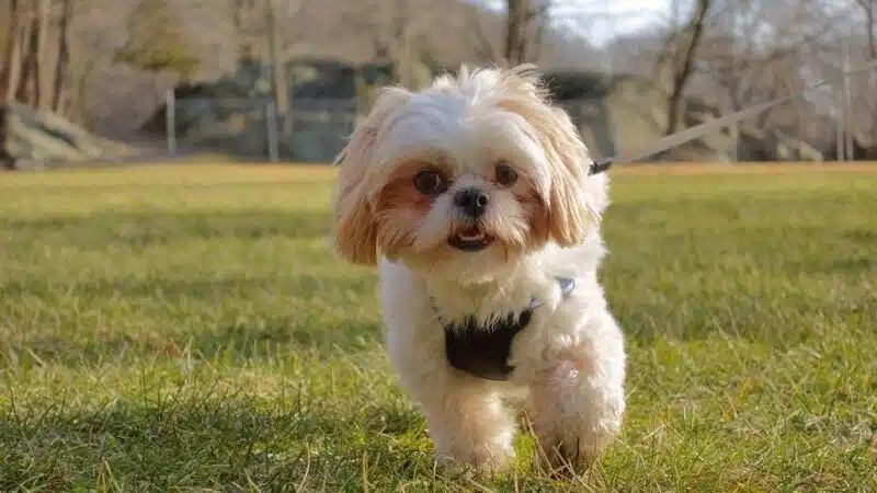 The Madison Dog Resort & Spa - Wayne, NJ