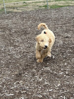 Waynesville Dog Park